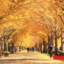 은행나무길 이미지