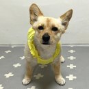 투썸플레이스군산나운점 | 군산 투썸플레이스 나운점 내돈내산 후기