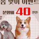 똥강아지 김해 강아지분양 고양이분양 이미지