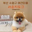 라운지 도그 | 부산 수영구 애견미용 라운지도그 추천 : 포메 곰돌이컷 미용 후기