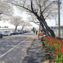 CU(벚꽃점) 이미지