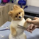 강아지 미용 이미지