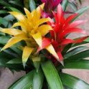 아나나스 이미지