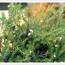 들꽃마을 모듬(에리카 윈터파이어, 꽃양귀비, 갯국화, 나비패랭이, 로즈메리, 무늬털머위, 암담초, 애기이끼용담) 이미지