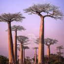 바오밥 이미지