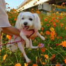 전남 장성 애견동반펜션 홍길동건강펜션이랑 노란꽃축제, 축령산 편백숲 여행