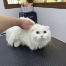 쥬디캣(Judy Cat) 이미지