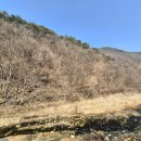 금산3리마을회관 | 금산 변산바람꽃 자생지(2026. 3. 10.)