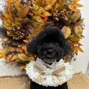 댕이픽업 이미지