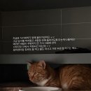 딤디네 집 간 문수 보현이 근황 이미지