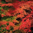 푸른정원펜션 이미지