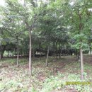 금천농장 이미지