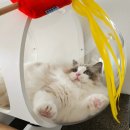 어반네스트하우스 | 투명숨숨집은 사랑아닌가요?