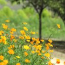 코스모스드림 이미지