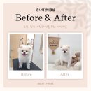 온니애견미용 이미지