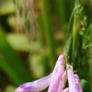 갈퀴나물꽃. 큰까치수염꽃 이미지