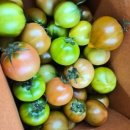 대저토마토산지유통센터 | 1년에 딱 한 번, 부산 대저 짭짤이 토마토 2.5kg 직접 먹어보고 알려드려요