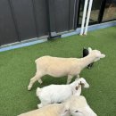 하이애니멀샵 이미지