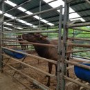 만악농장 이미지