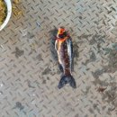 새미 낚시터 이미지