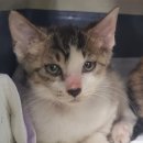 운봉동물병원 이미지