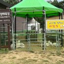 칠곡양떼목장 이미지