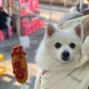 예당핫도그 이미지