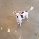 보드레도그 이미지