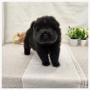 컴투펫 강아지고양이 미용 인천점 | 인천 강아지 분양 전문 컴투펫 인천점 믿을 수 있어요