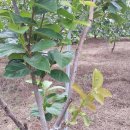 상원농장 이미지