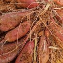 신나농장 이미지