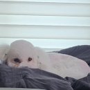 Pet salon 네이버블로그