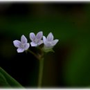 약전상사 이미지