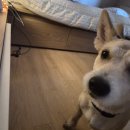 청하펜션 주말농원 | [마한농원] 나주 독채 애견동반 펜션 글램핑, 촌캉스 후기