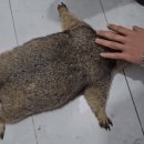 마멋 목욕시키기 난이도 이미지
