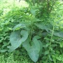 정산중학교 이미지