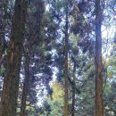 붉은오름자연휴양림 | 제주 붉은오름자연휴양림 방문 후기