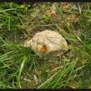 대궐파크 이미지