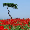 한국과 미국의 복지 비교. 이미지