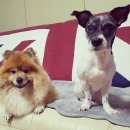 현아농장 이미지