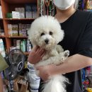 빅토리애견 이미지