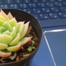 플로렌스플라워카페