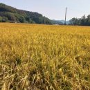 안용주골 이미지