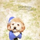 강아지 놀이터 이미지