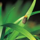 반딧불이 이미지