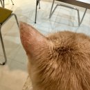 벳메이트 이미지