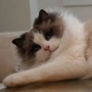 애정그루밍 이미지