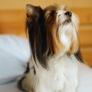 빵먹는 강아지 이미지