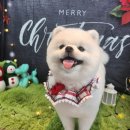 큐티하개_함 이미지