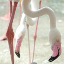 홍학 Daum카페